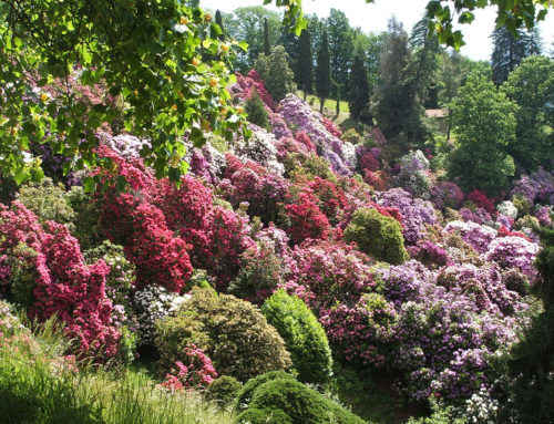 Parc de la Burcina